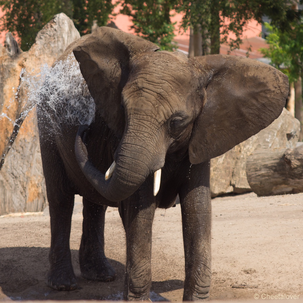 _DSC3287.JPG - Afrikaanse Olifant