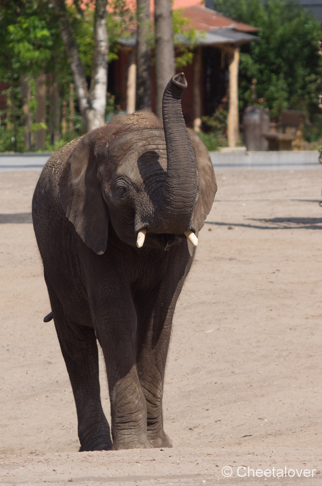 _DSC3306.JPG - Afrikaanse Olifant