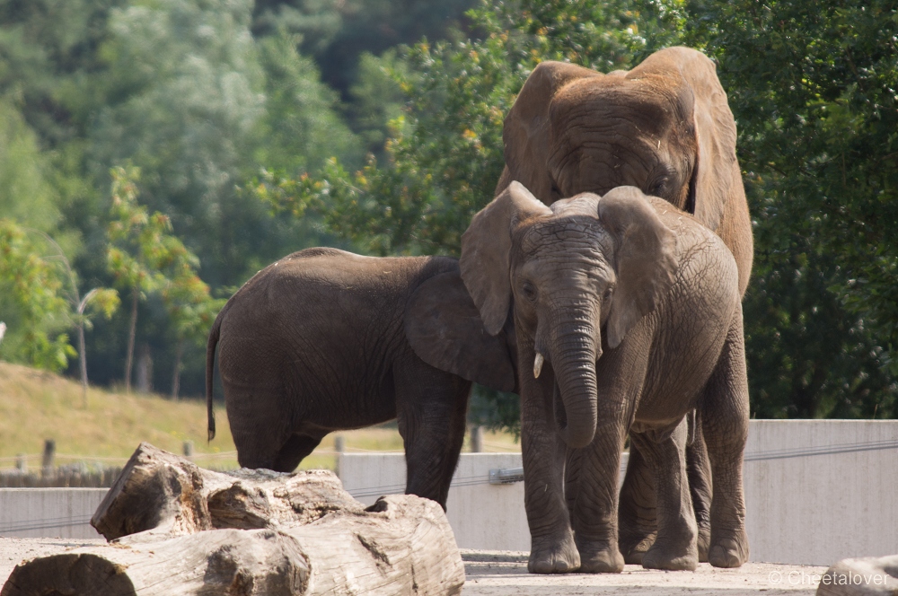 _DSC3315.JPG - Afrikaanse Olifant