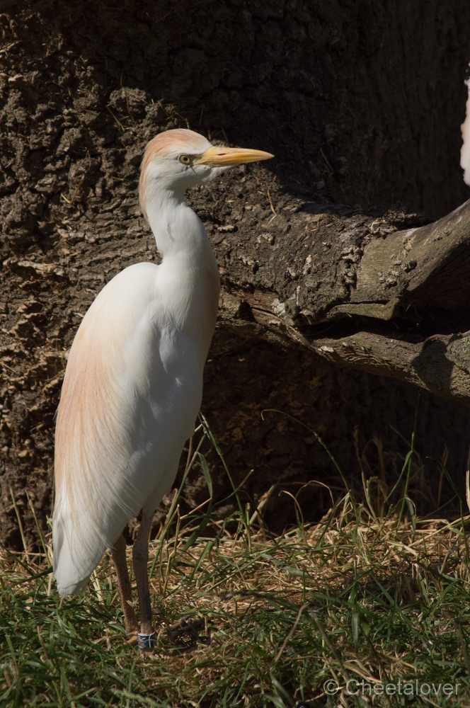 _DSC3335.JPG - Koereiger