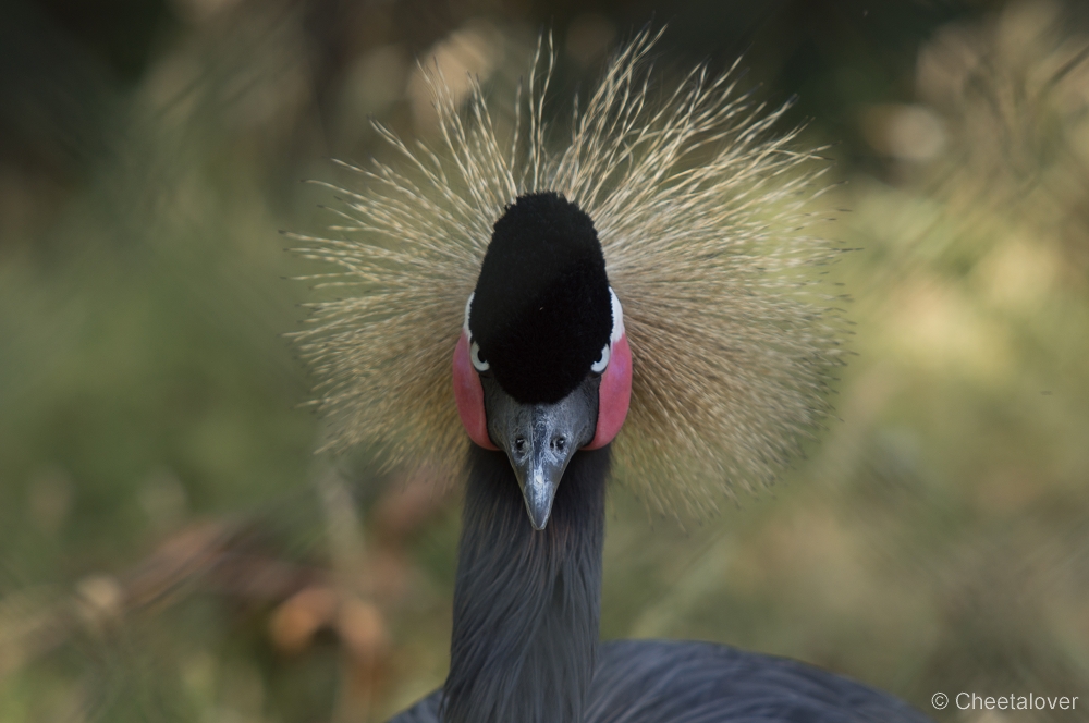 _DSC3338.JPG - Kroonkraanvogel