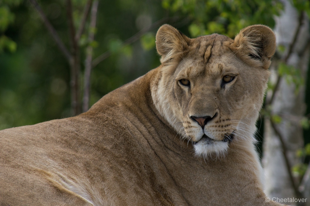 _DSC3358.JPG - Afrikaanse Leeuw