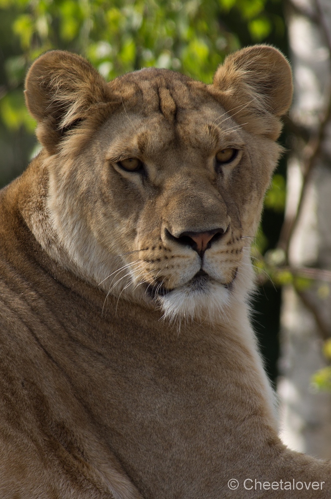 _DSC3364.JPG - Afrikaanse Leeuw