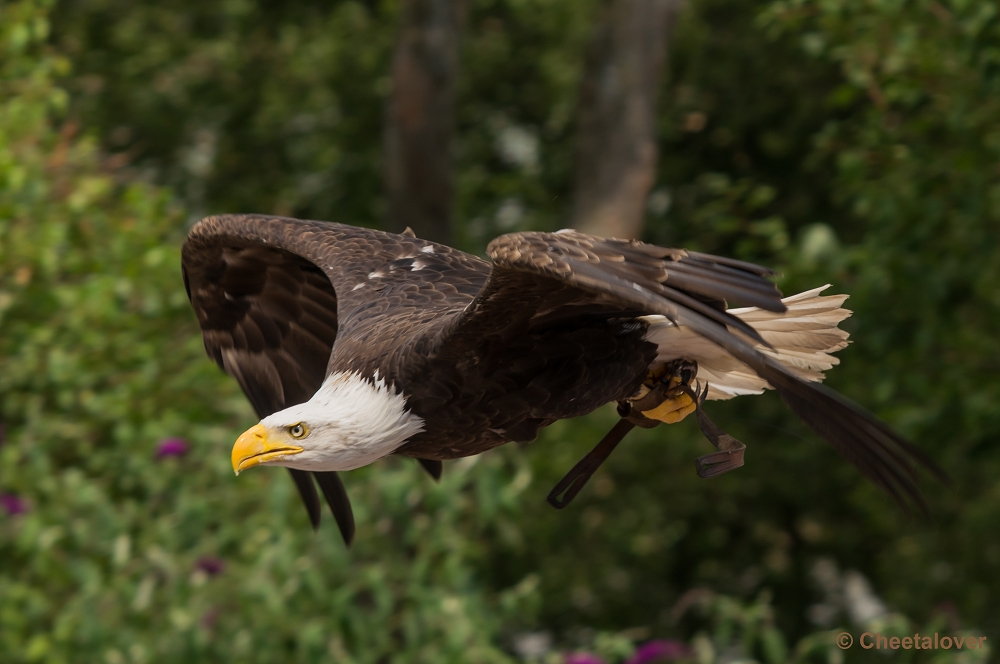 _DSC4028.JPG - Amerikaanse Zeearend, Lady Maya