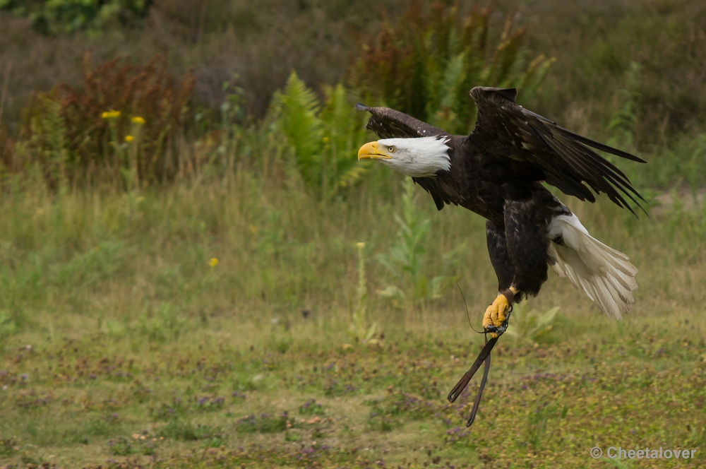 _DSC4059.JPG - Amerikaanse Zeearend, Lady Maya