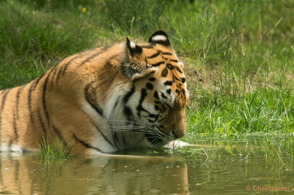 _DSC4117.JPG - Siberische Tijger, Arisha