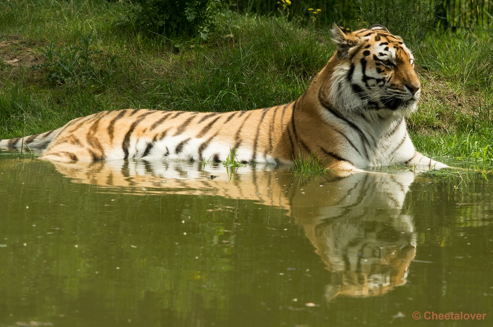 _DSC4123.JPG - Siberische Tijger, Arisha