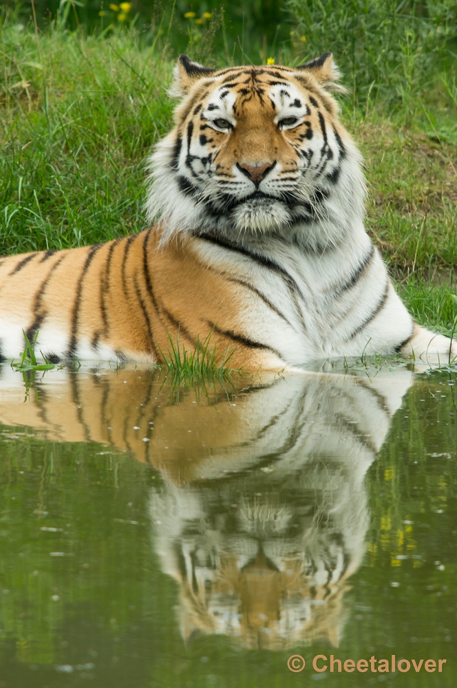 _DSC4129.JPG - Siberische Tijger, Arisha