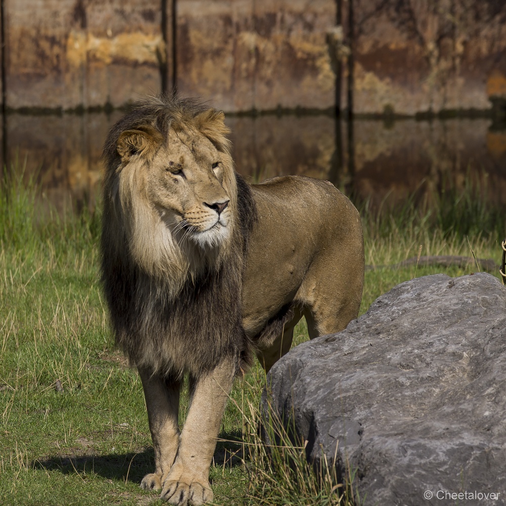 _DSC7949.JPG - Afrikaanse Leeuw