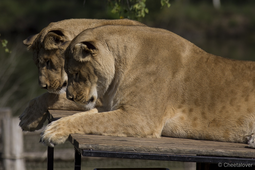 _DSC7957.JPG - Afrikaanse Leeuw