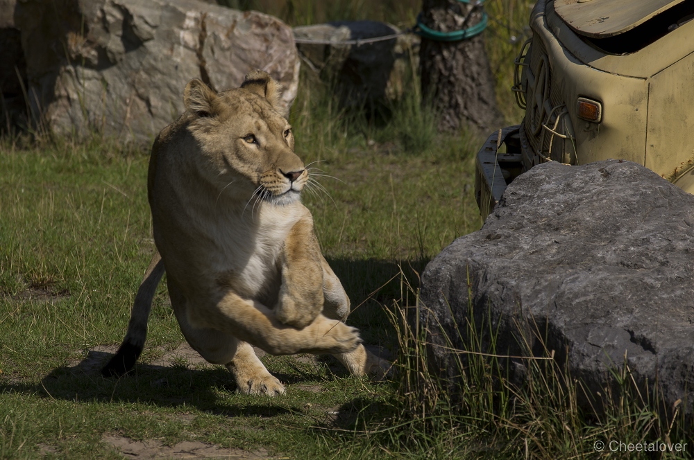 _DSC7960.JPG - Afrikaanse Leeuw