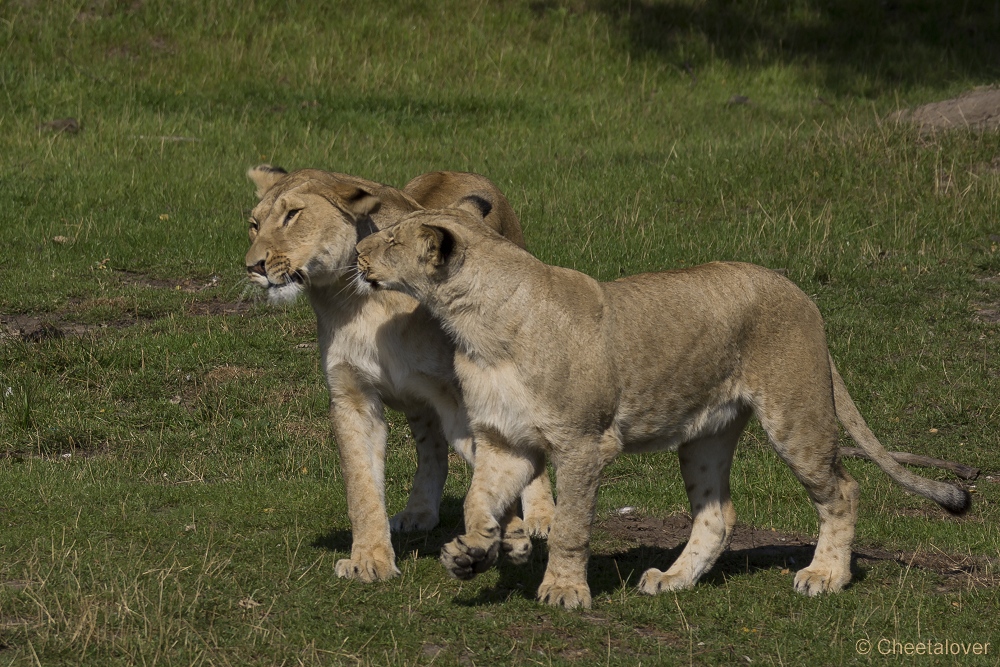 _DSC7964.JPG - Afrikaanse Leeuw