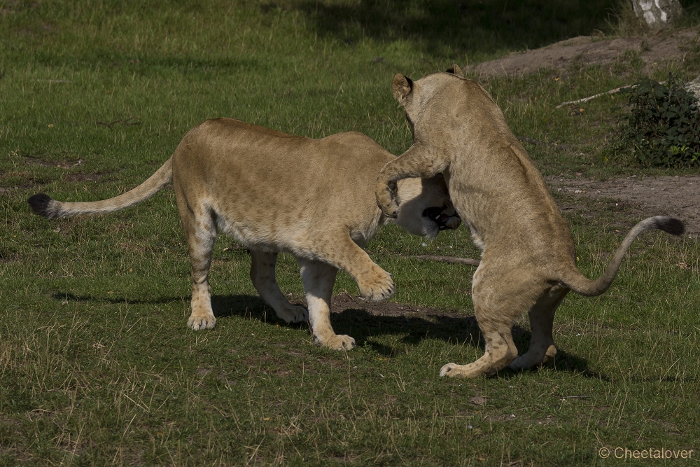 _DSC7966.JPG - Afrikaanse Leeuw