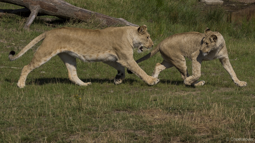 _DSC7967.JPG - Afrikaanse Leeuw