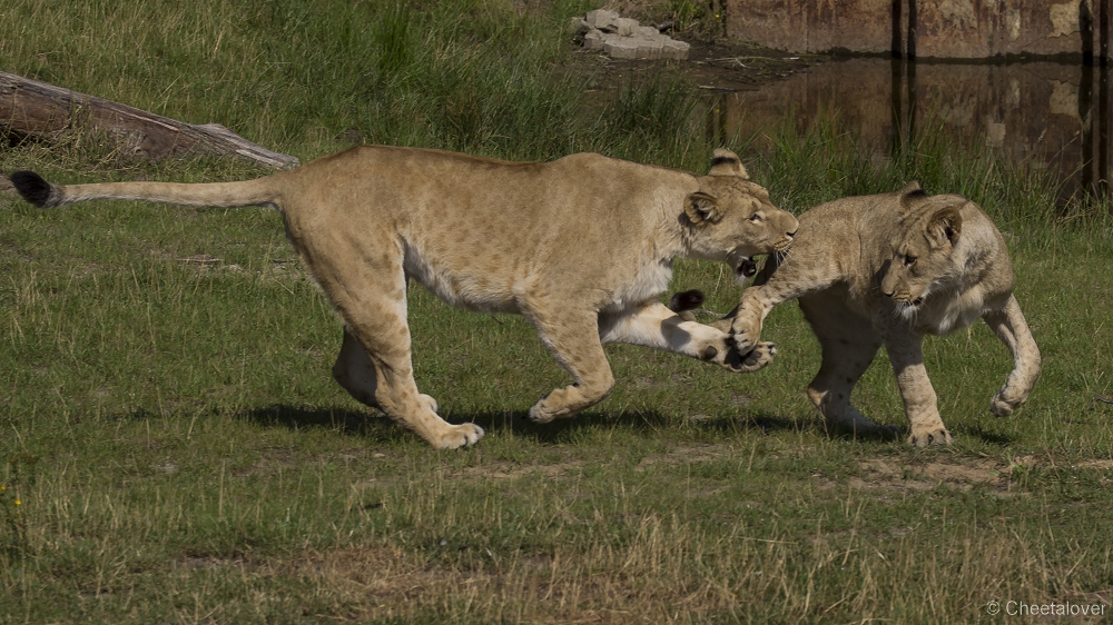 _DSC7968.JPG - Afrikaanse Leeuw