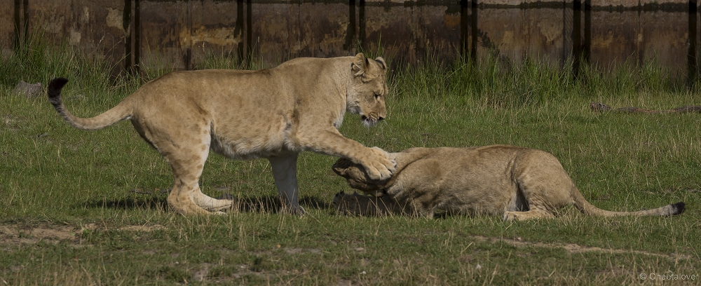 _DSC7971.JPG - Afrikaanse Leeuw