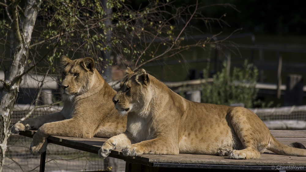 _DSC7976.JPG - Afrikaanse Leeuw