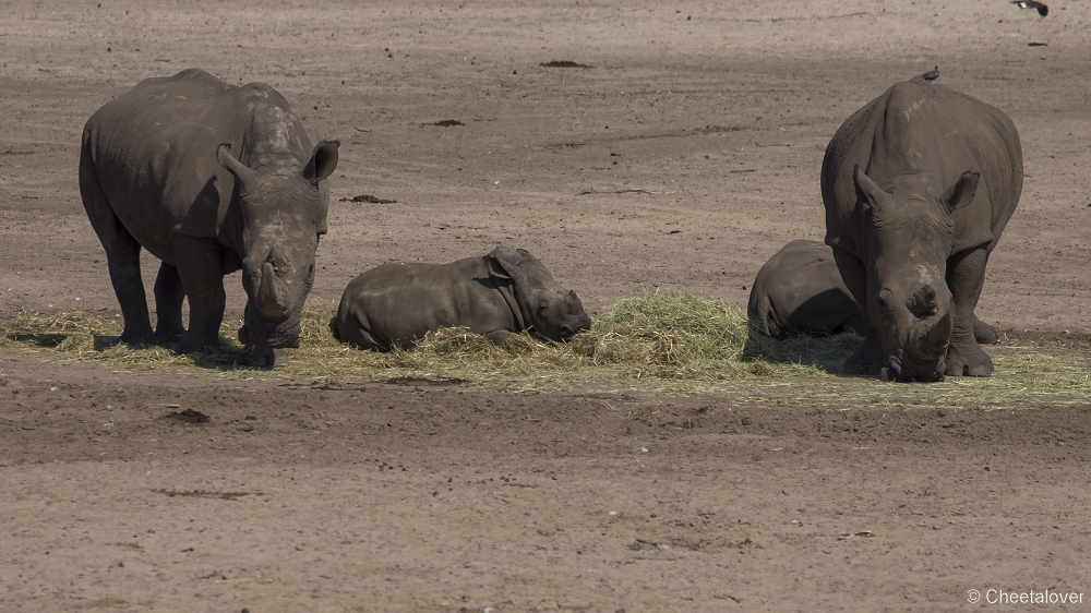 _DSC8000.JPG - Breedlipneushoorn