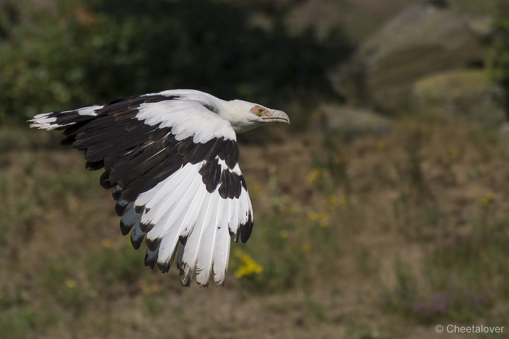 _DSC8030.JPG - Palmgier