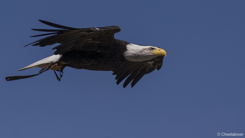 _DSC8128.JPG - Amerikaanse Zeearend, Lady Maya