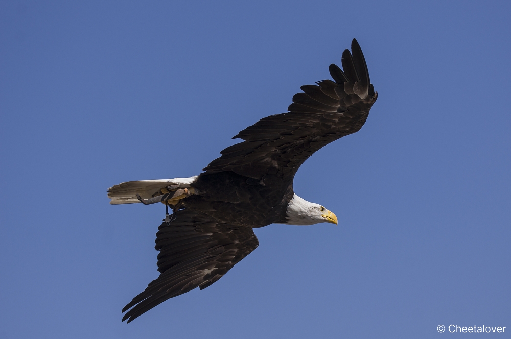 _DSC8129.JPG - Amerikaanse Zeearend, Lady Maya