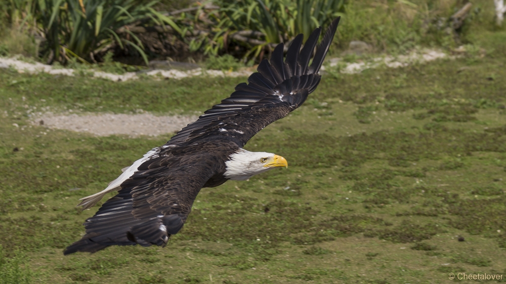 _DSC8139.JPG - Amerikaanse Zeearend, Lady Maya