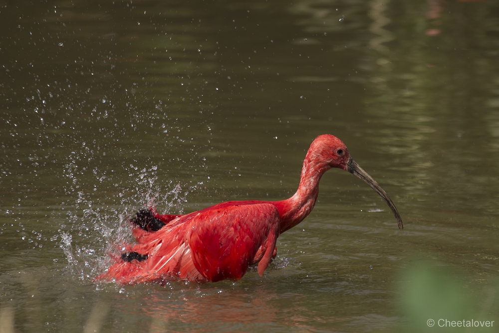 _DSC8240.JPG - Rode Ibis