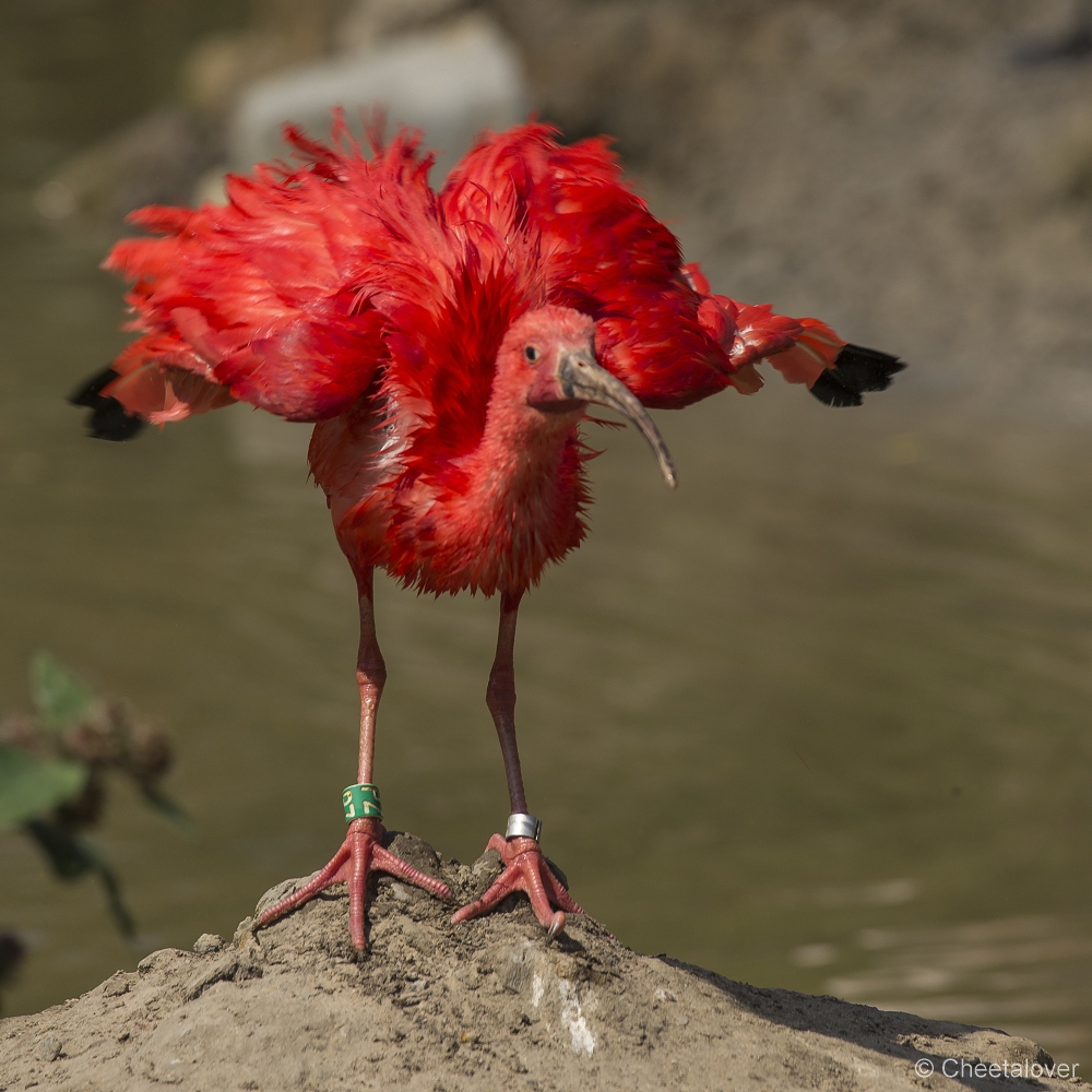 _DSC8266.JPG - Rode Ibis