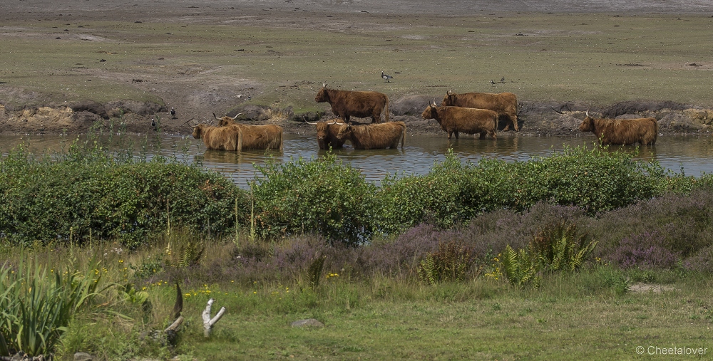 _DSC8284.JPG - Schotse Hooglander