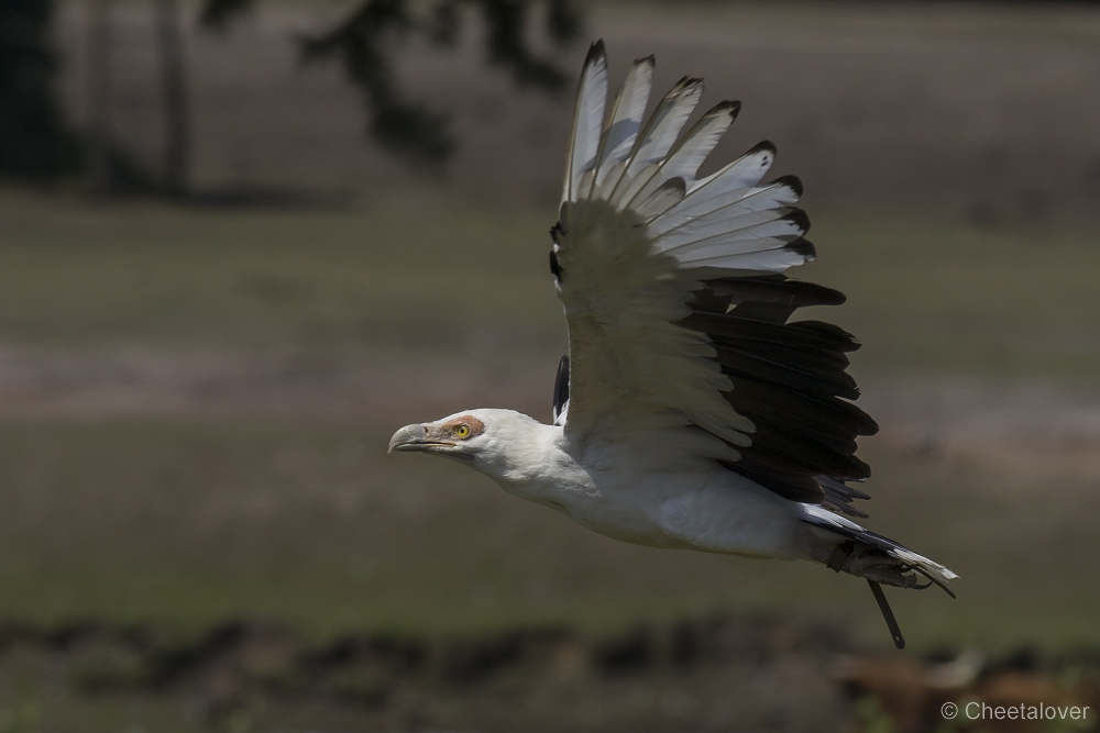 _DSC8302.JPG - Palmgier