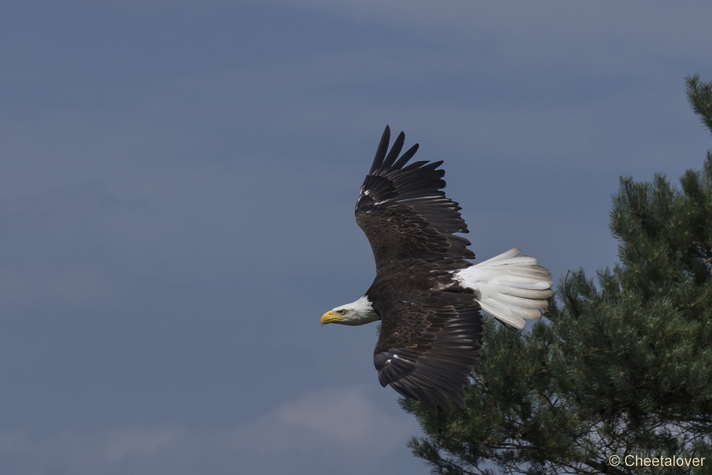 _DSC8338.JPG - Amerikaanse Zeearend, Lady Maya