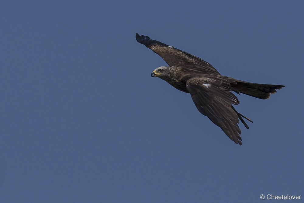 _DSC8401.JPG - Zwarte Wouw