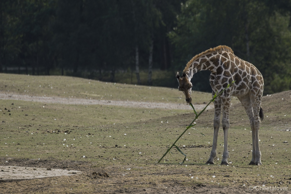 _DSC8467.JPG - Giraffe