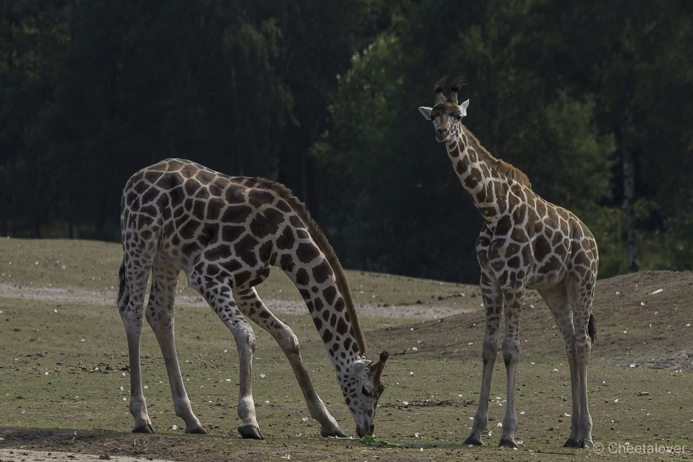 _DSC8470.JPG - Giraffe