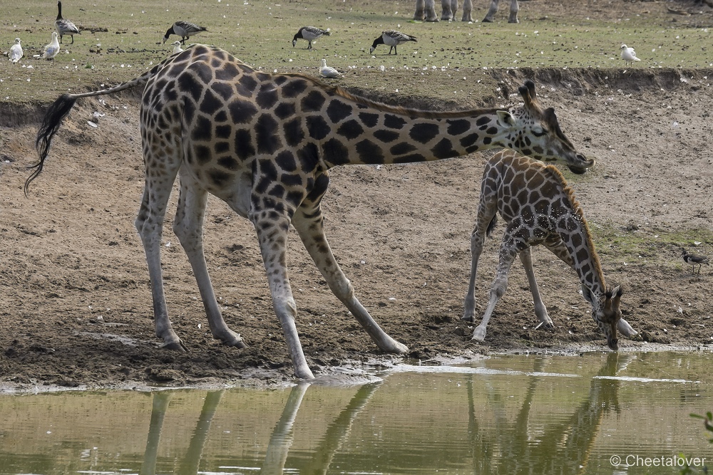 _DSC8476.JPG - Giraffe