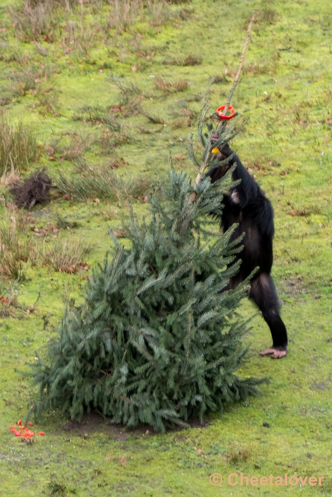 P1260373.JPG - Chimpansee