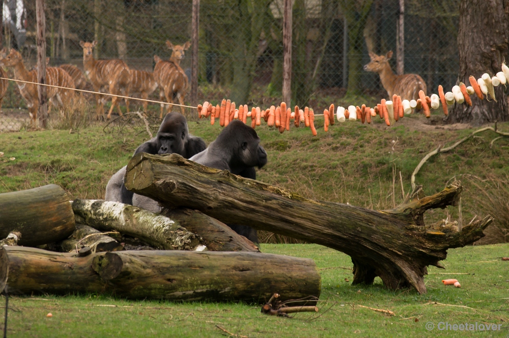 _DSC2762.JPG - Gorilla's en Colobusapen