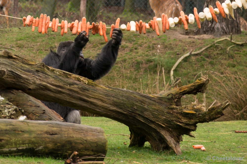 _DSC2765.JPG - Gorilla's en Colobusapen