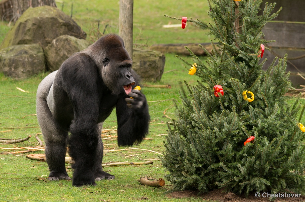 _DSC2769.JPG - Gorilla's en Colobusapen