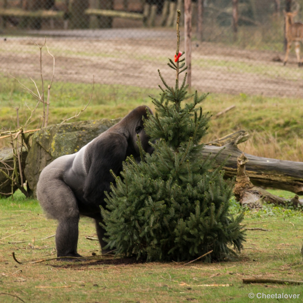 _DSC2778.JPG - Gorilla's en Colobusapen