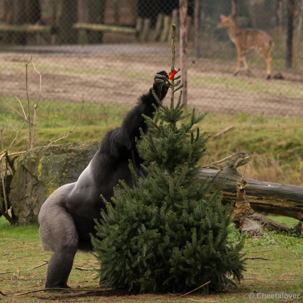 _DSC2779.JPG - Gorilla's en Colobusapen