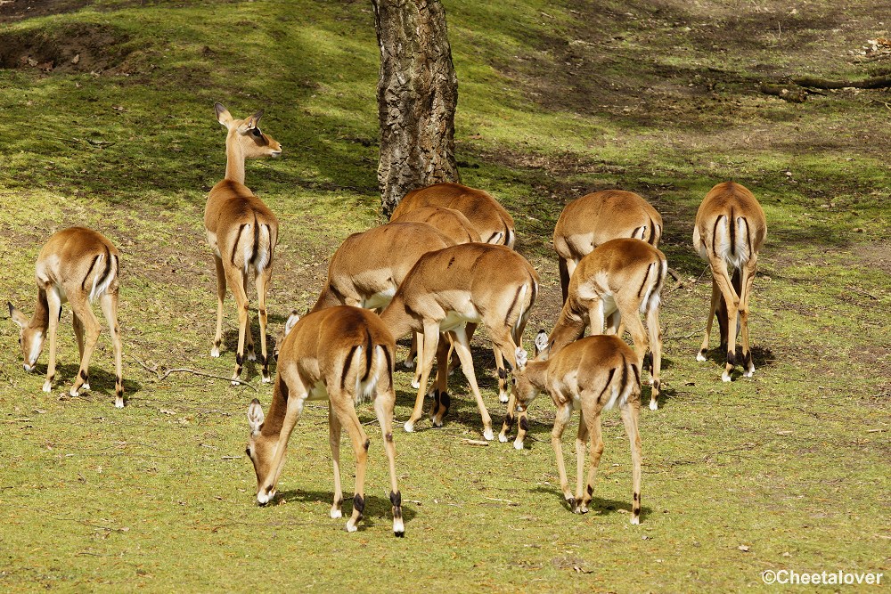 _DSC0067.JPG - Impala