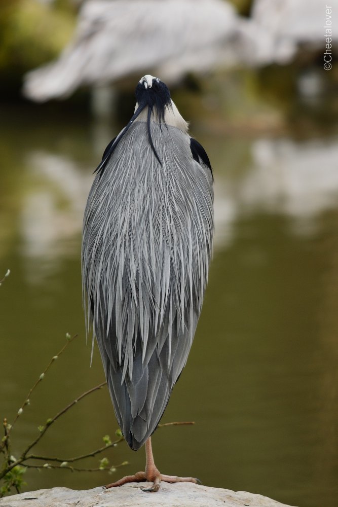 _DSC0212.JPG - Blauwe Reiger