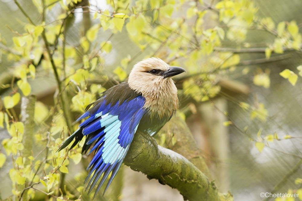 _DSC0472.JPG - Blauwbuikscharrelaar