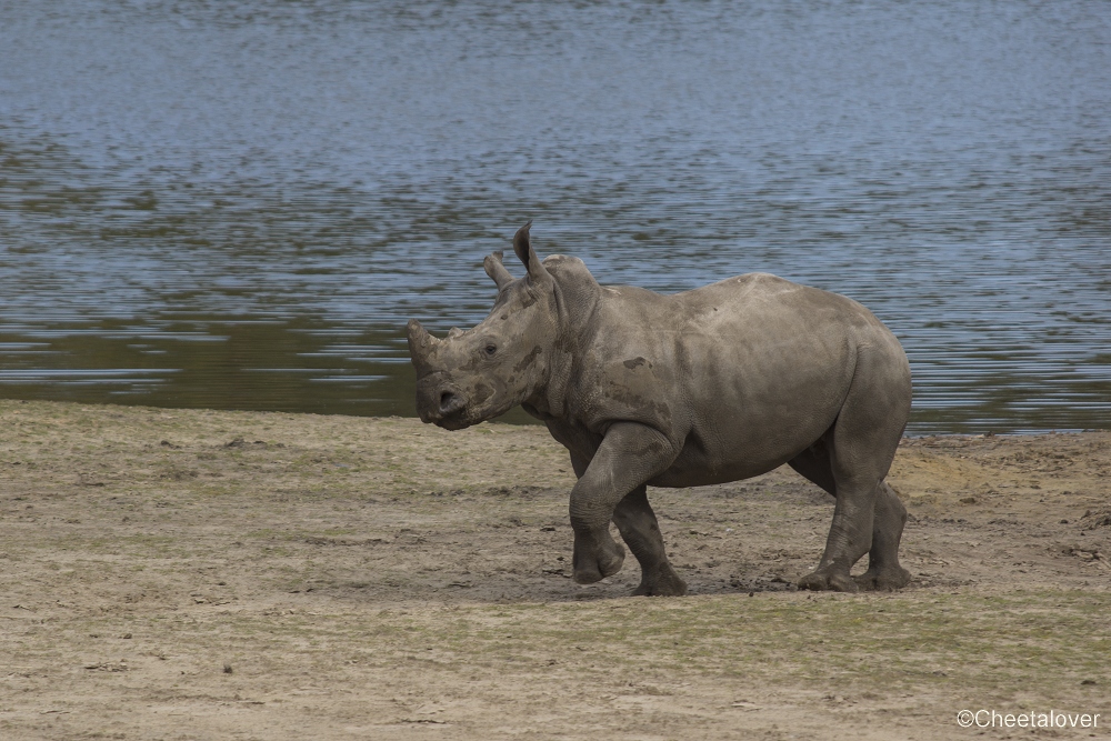 _DSC0039.JPG - Breedlipneushoorn