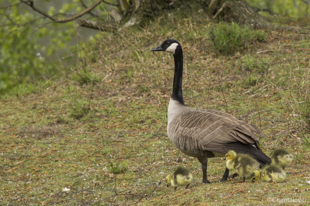 _DSC0040.JPG - Canadese Gans