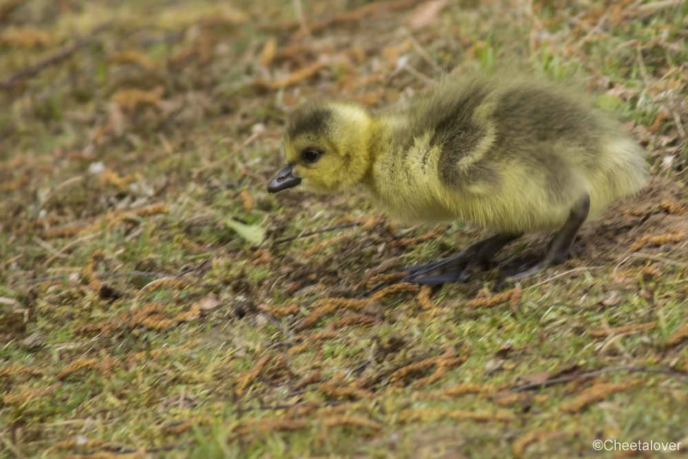 _DSC0051.JPG - Canadese Gans