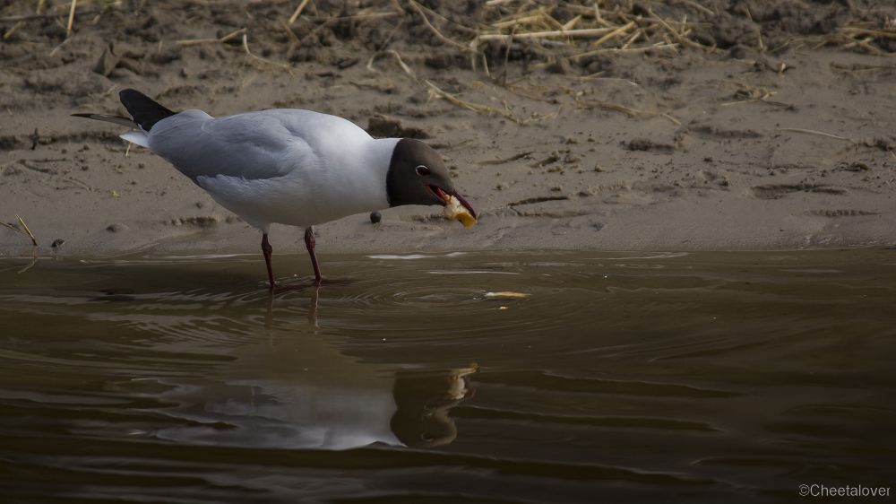 _DSC0062.JPG - Kokmeeuw