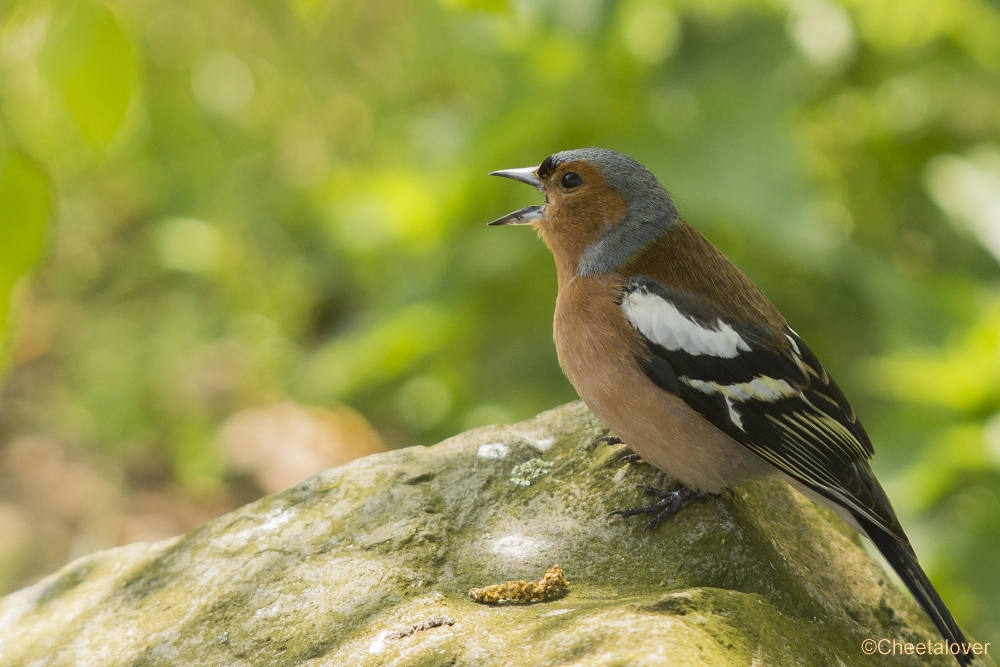 _DSC0354.JPG - Vink