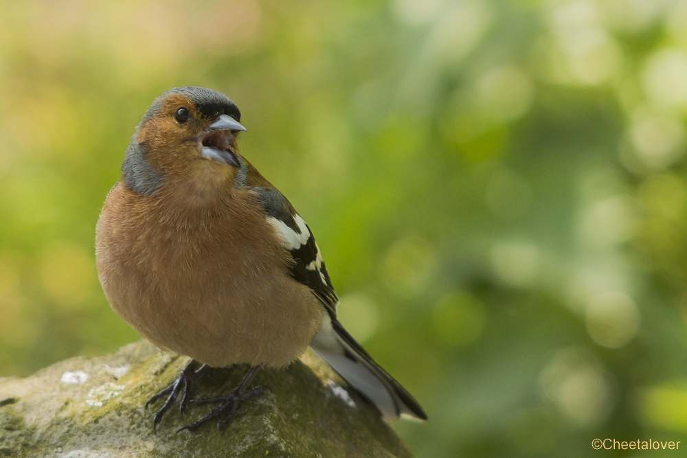 _DSC0373.JPG - Vink